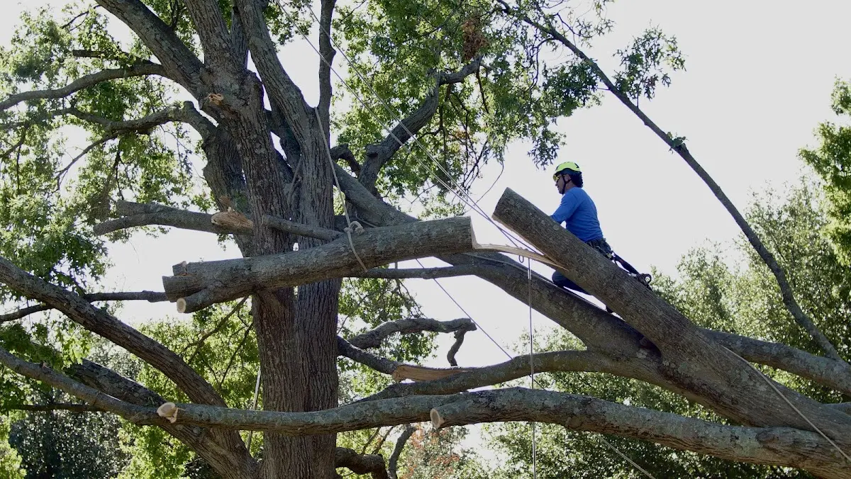 Professional Crown Thinning performed by certified arborists in Dundee